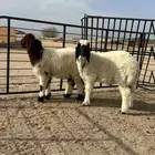 طليان نعيمي لباني فاخر مقفلة شحم