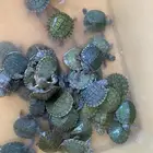 سلاحف برمائيه