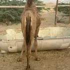 بكره تحتها بكره