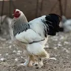 براهما كولمبي لايت بياض   سلالة كونك