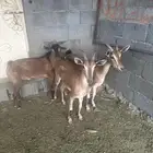 معزاء للبيع