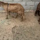 سواكن وبرابر طب وتخير