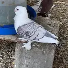 حمام روماني