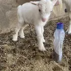 قزمي تشيكي بيور صافي ابيض والاب ابيض