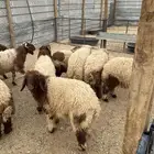 طليان للبيع