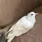قمري