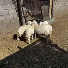 5خرفان حري طيبات ونظيفه بريه