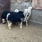 للبيع خرفان نجد
