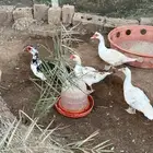 بط بح