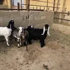 تيوس