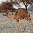 بكرتين للبيع