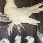 حمام