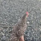 دجاجه تركيه للبيع