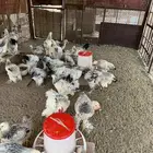 دجاج براهما كولمبي كونك اصل