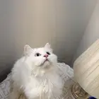 قطة انثى انغورا تركي للبيع