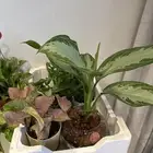 نباتات داخليه