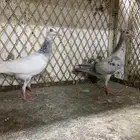 دنش بودره وبرلين سمبوسه