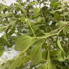 سدرة ام فيصل