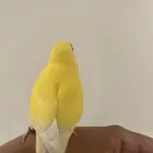 ببغاء الروز