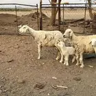 ضان ولد طيبات