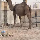 للبيع لقحه صفراء و وضحى وضريبه وضحى