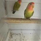 روز للبيع