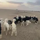 بهم نجد