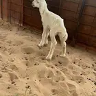 داغور حري