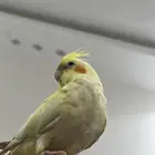 ببغاء للبيع ..