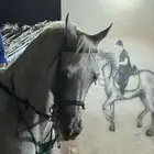 حصان واهو شيخ
