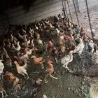 دجاج