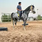 تدريب على ركوب الخيل