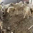 نعاج