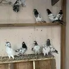 حمام باكستاني