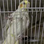 انثى كروان لاتينو منتجه
