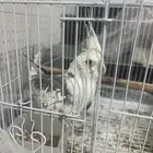 ذكر كروان تربيه