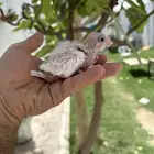 فروخ كروان 4 حبات كل حبه لها تصنيف لمحبين الهدد