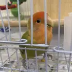 طير روز اليف للتبادل معا فرخ