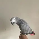 ببغاء كاسكو