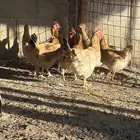 عشر دجاج بياض فرنسي