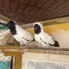حمام سوداني