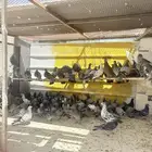 حمام بري نضيف طرح ليوم