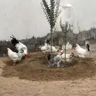 دجاج فرنسي