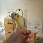 كروان لاتينو اليف