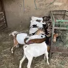 13 تيس هجين بورقت بجنوبي جذعان