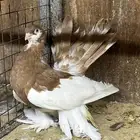 أنثى كرنقو