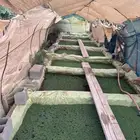 ازولا امهات زراعيه