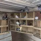 حمام سوري باكستاني و زواجل