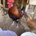 ديك تركي