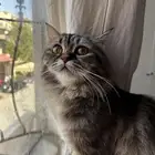 قطه انثى منقذه من حي النعيم